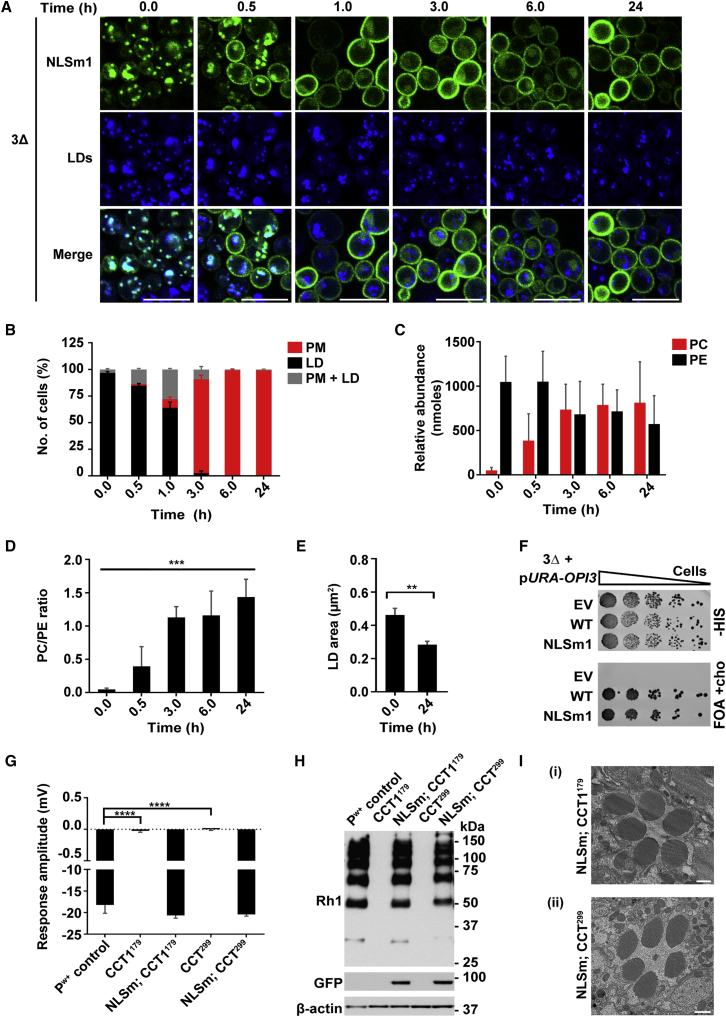 Figure 6