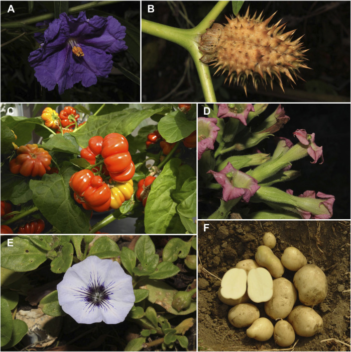 Editorial Solanaceae VII Biology, and Evolution PMC