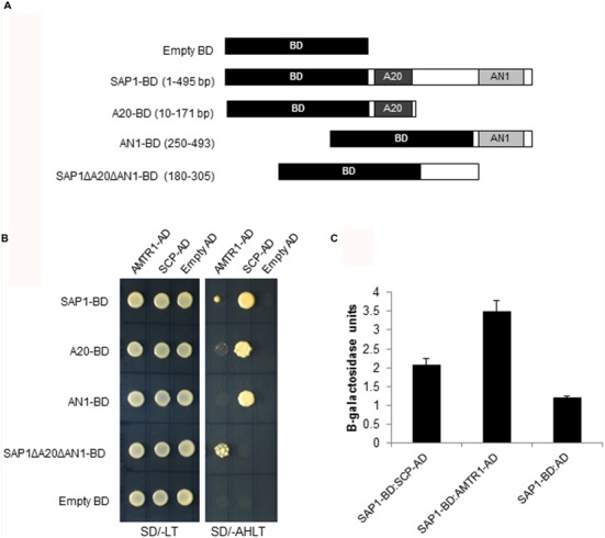 FIGURE 1