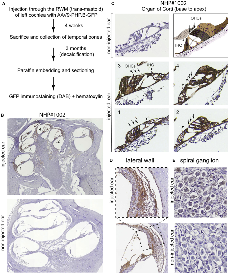 Figure 5