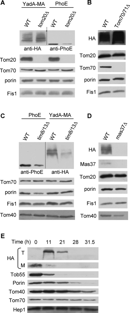 FIGURE 5: