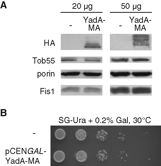 FIGURE 3: