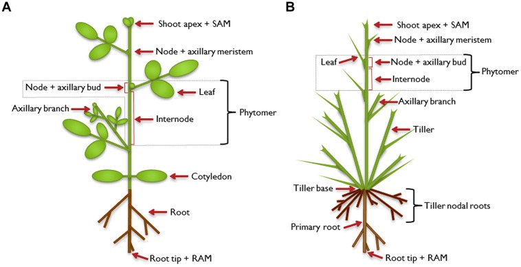 FIGURE 1