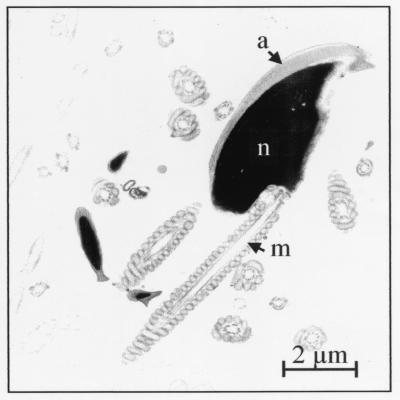 FIG. 4.