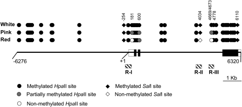 Figure 3.—