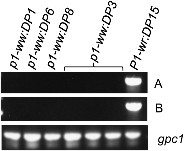 Figure 1.—