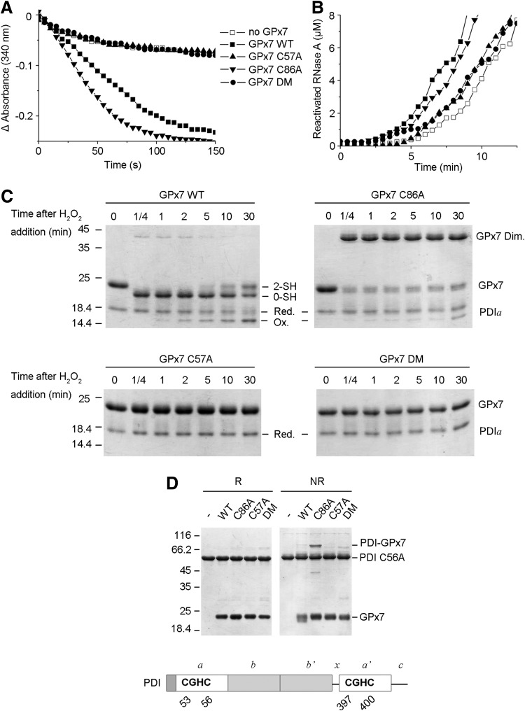 FIG. 4.