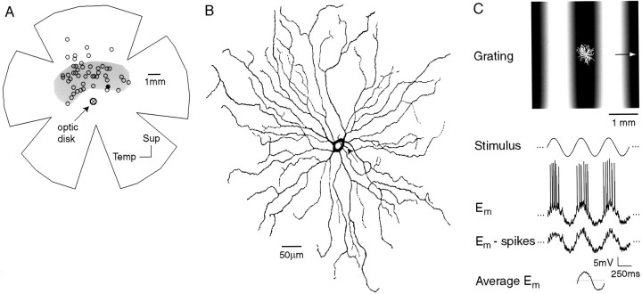 Fig. 1.