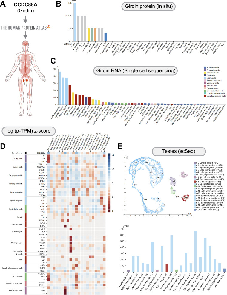 Figure 1—figure supplement 2.