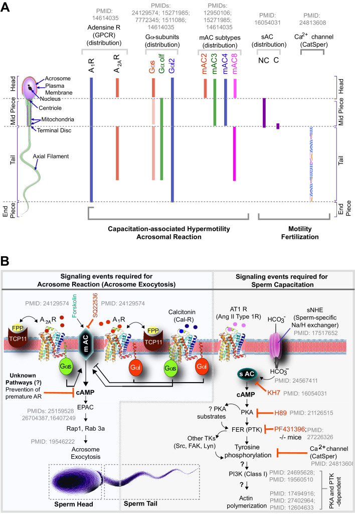 Figure 1—figure supplement 1.