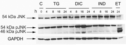 Fig. (3)