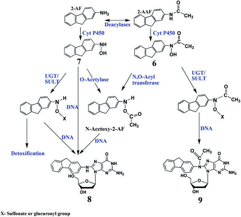 Scheme 5