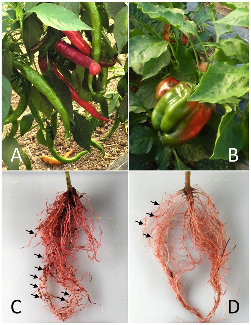 FIGURE 1