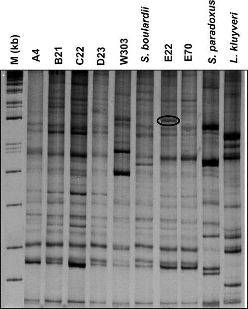 FIG. 4.