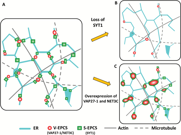 Fig. 7.