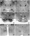 Fig. 12