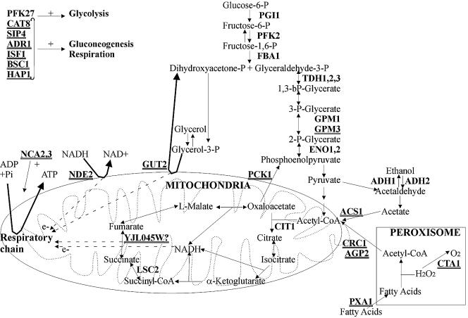 FIG. 1.