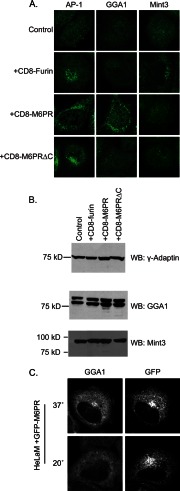 FIGURE 1.