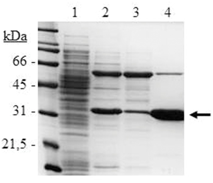 FIGURE 3