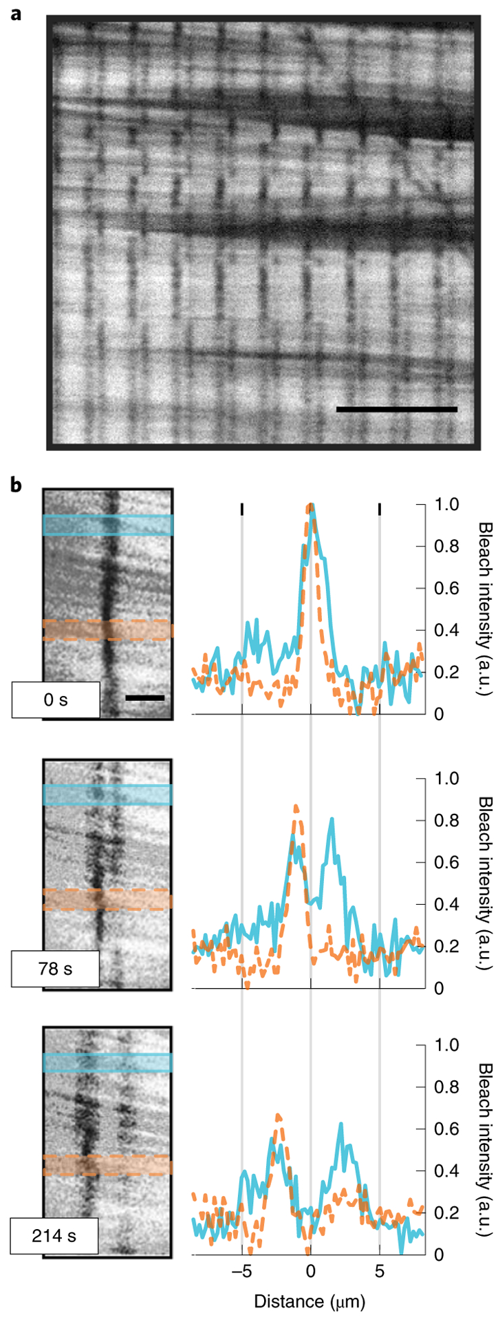 Fig. 1 |