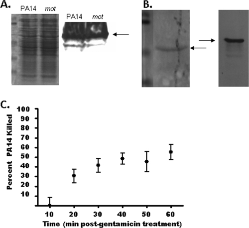 FIG. 2.