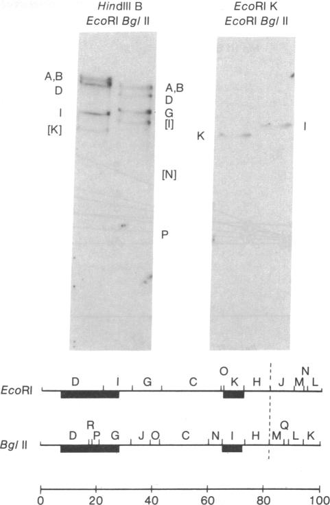 graphic file with name pnas00665-0196-a.jpg