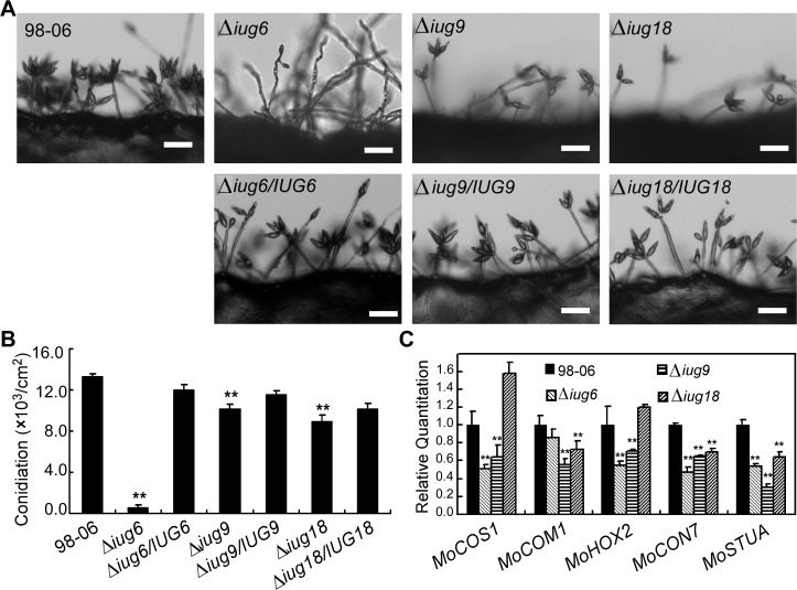 Fig 6