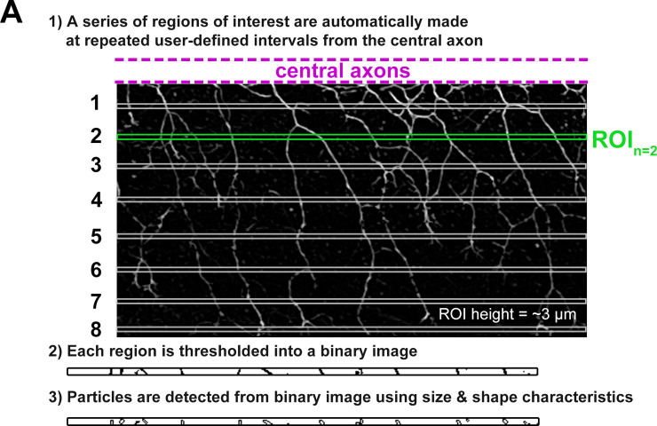 Figure 2—figure supplement 1.