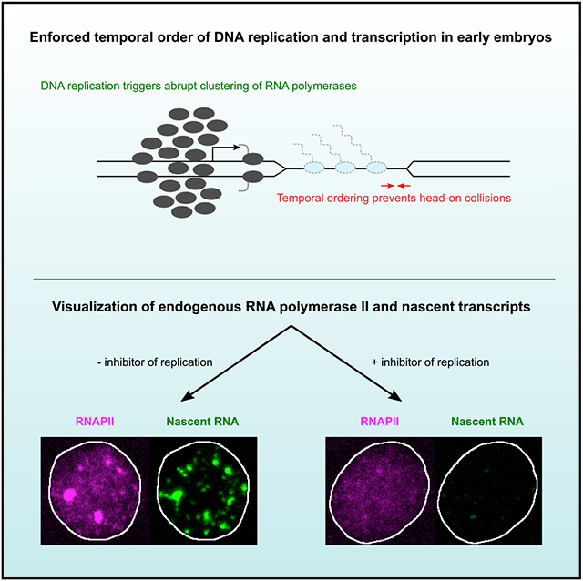 graphic file with name nihms-1843693-f0001.jpg