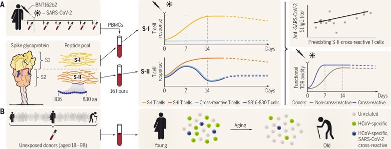 Cross-reactive CD4+ T cells enhance SARS-CoV-2 immune responses upon infection and vaccination.