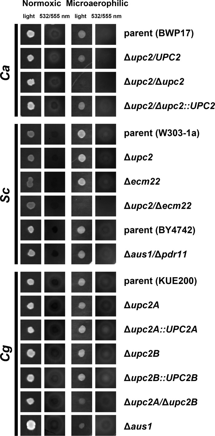 Fig 5