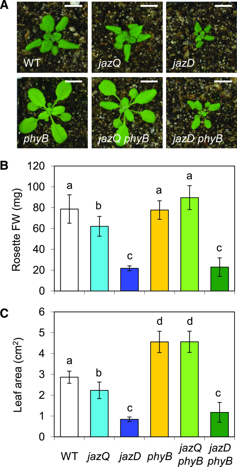 Figure 6.