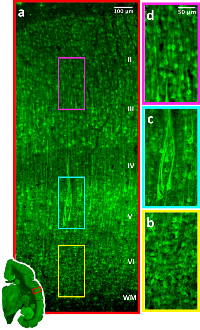 Fig. 6