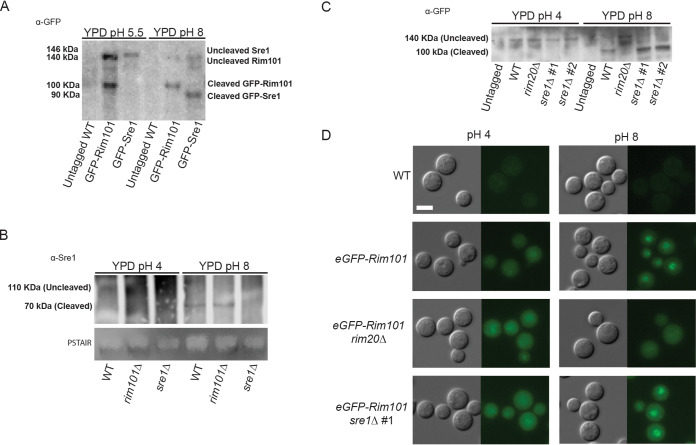 FIG 2