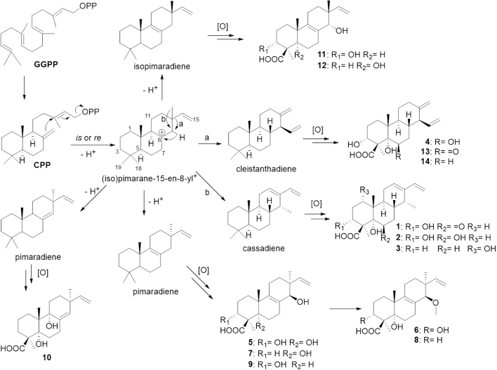 Scheme 1