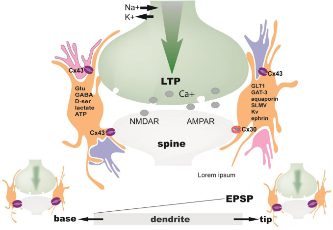FIGURE 4