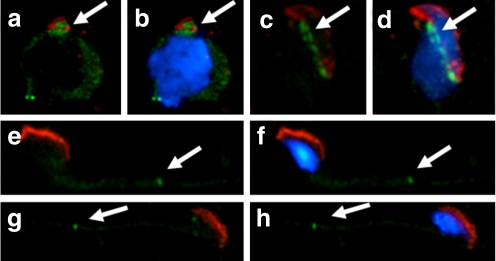 Fig. 3