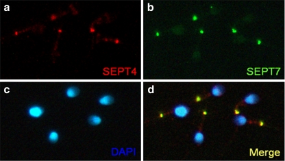 Fig. 4