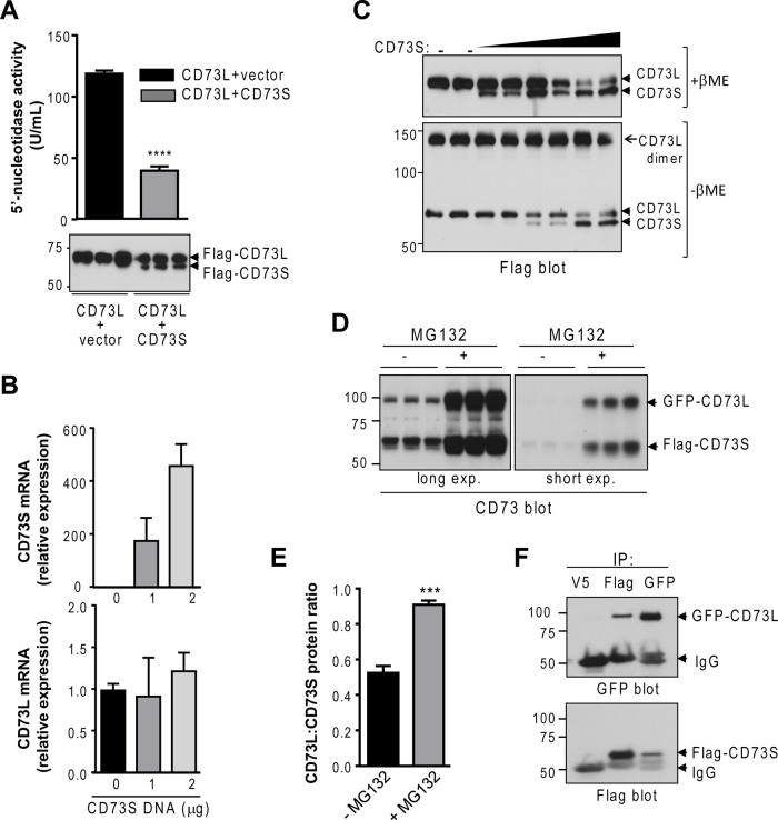 FIGURE 6: