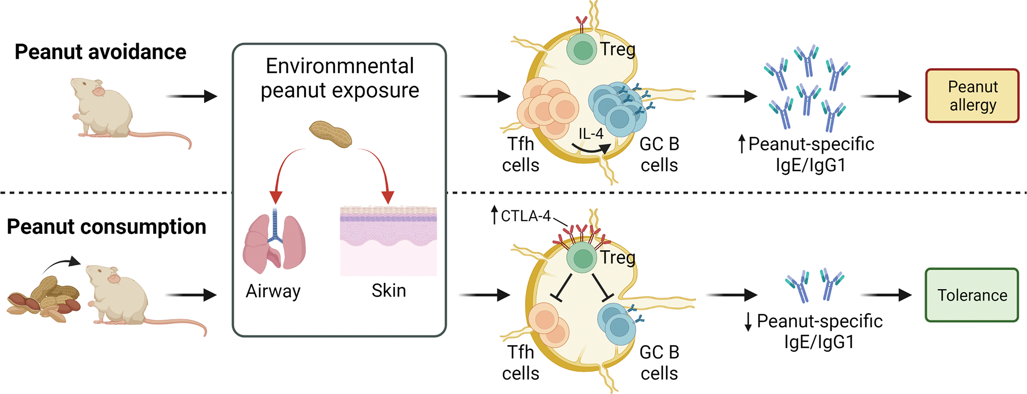 FIG 1.