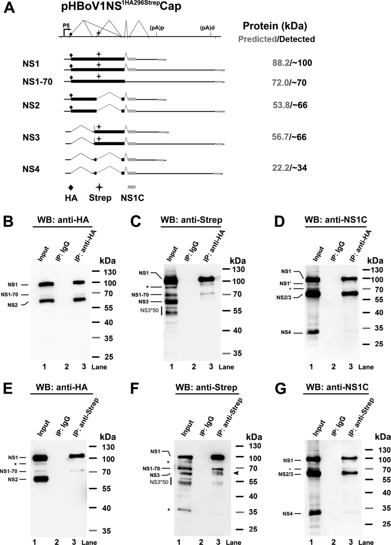 FIG 4