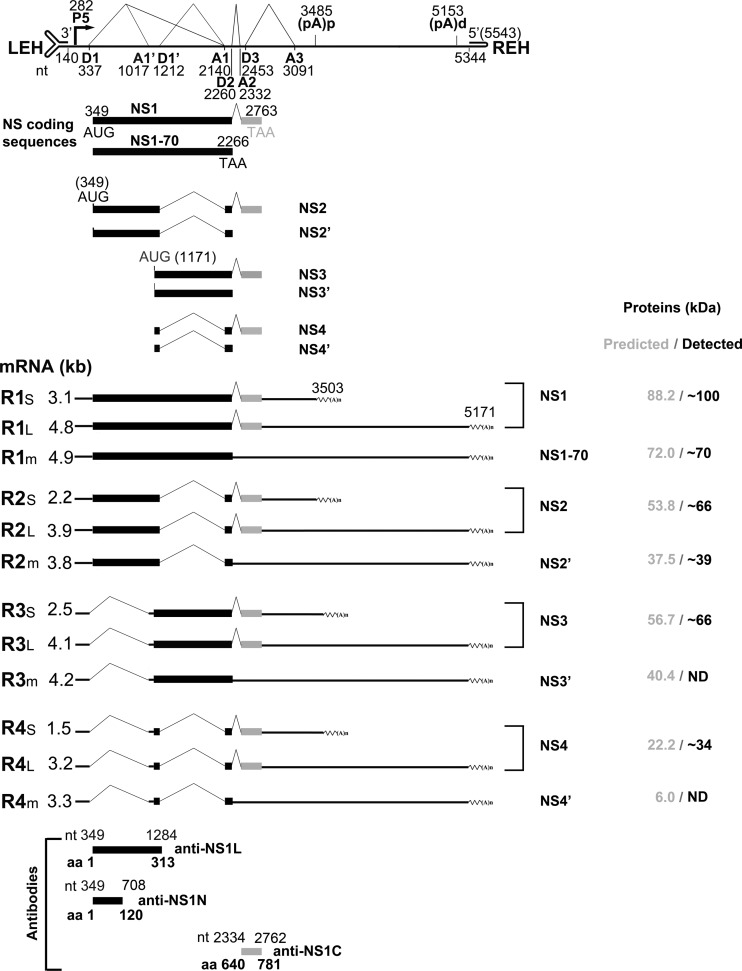 FIG 2