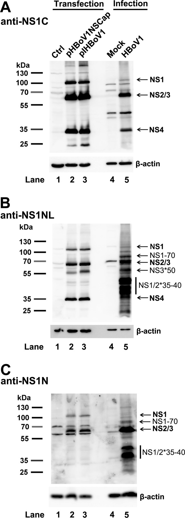 FIG 6