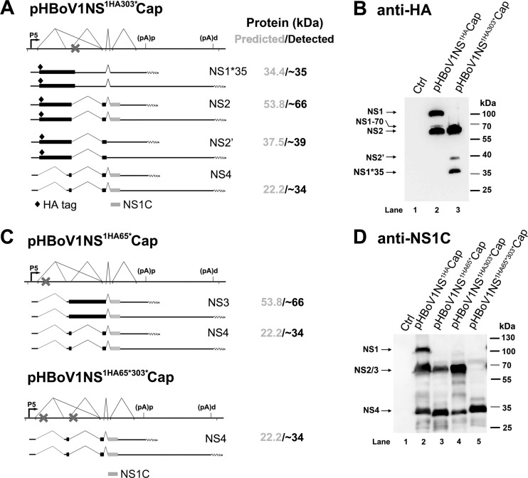 FIG 3