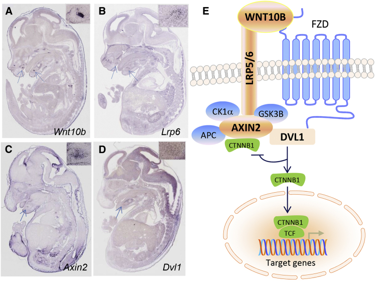 Figure 3