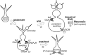 Figure 10.