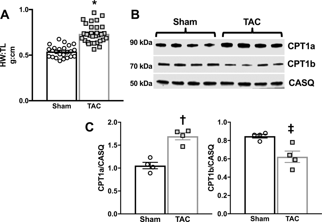 Figure 1 –