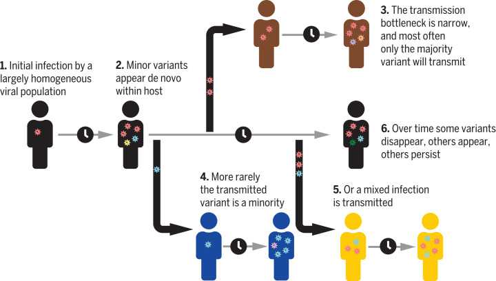 Diagram showing low SARS-CoV-2 within-host genetic diversity and narrow transmission bottleneck.