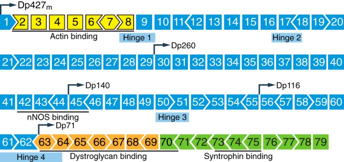 FIGURE 7.