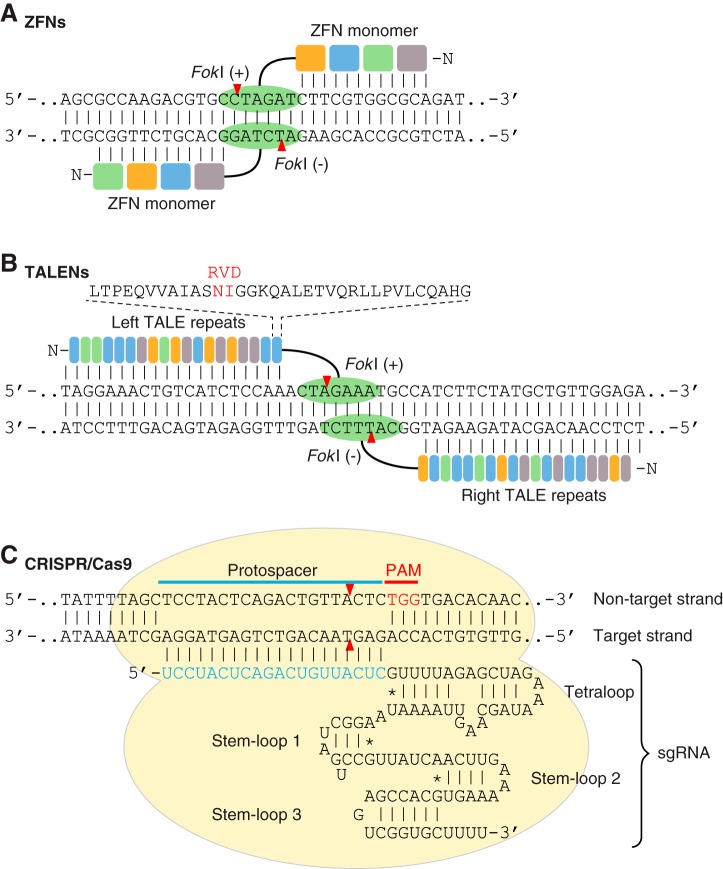 FIGURE 2.